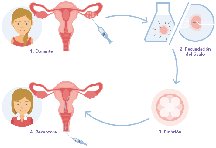 Donación deovulos y embriones